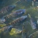 fish site|Aquanomics .